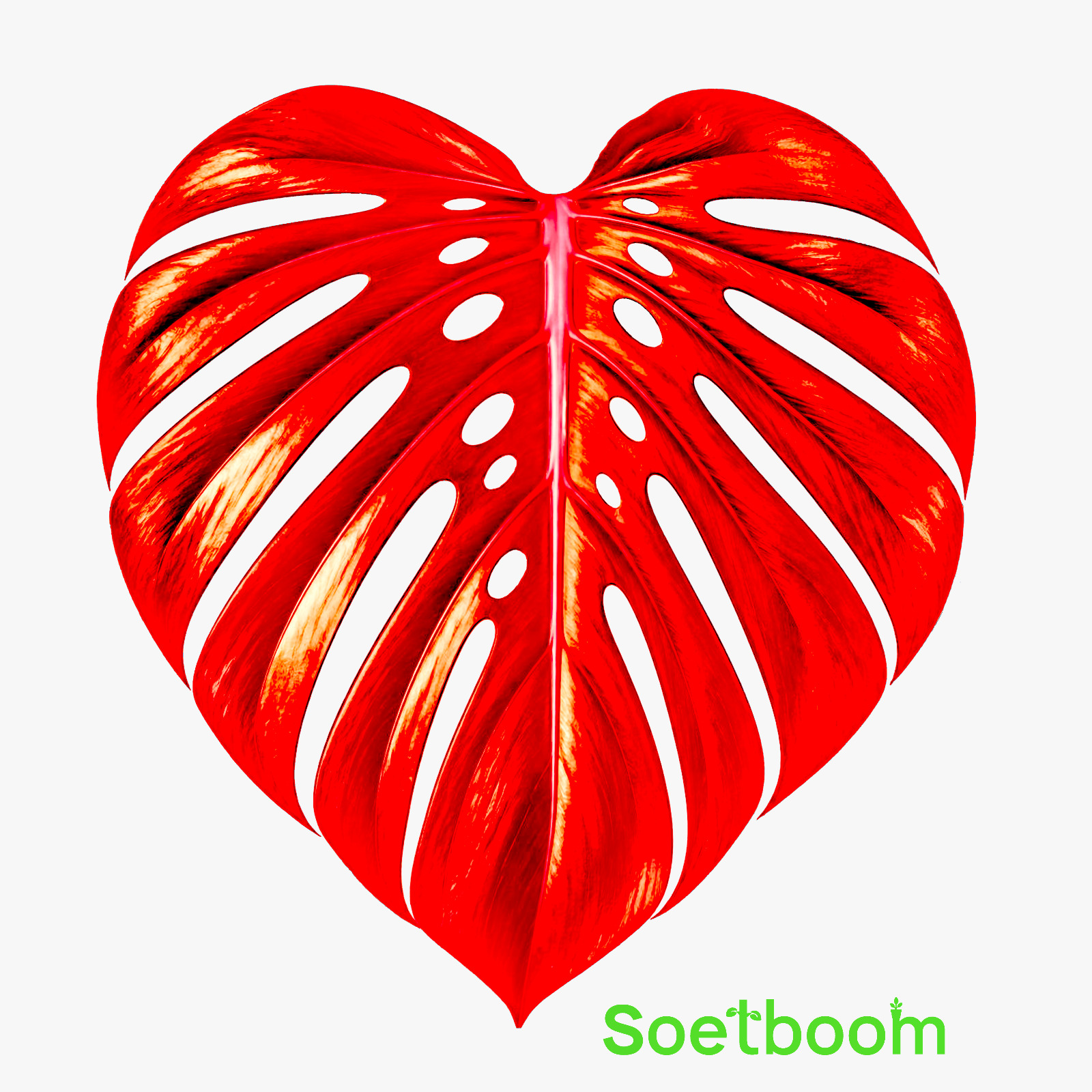 Leuchtend rotes Monstera-Blatt mit Soetboom-Schriftzug auf hellem Hintergrund